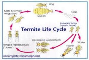 Termite proofing programme in Dubai
