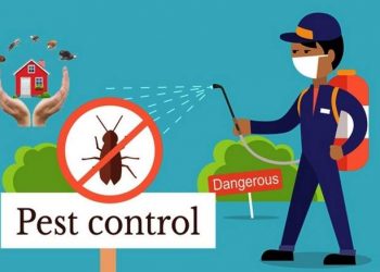 Common pests in UAE and their Solutions/Services