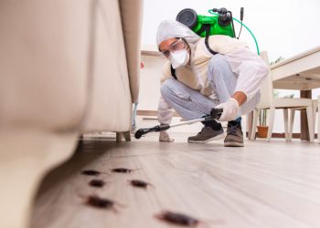 Pest Control Services Across UAE